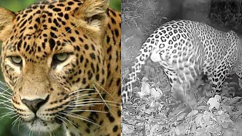 മണ്ണാർ മലയിൽ വീണ്ടും പുലി ഇറങ്ങി; ദൃശ്യങ്ങൾ പതിഞ്ഞത് നാട്ടുകാർ സ്ഥാപിച്ച ക്യാമറയിൽ