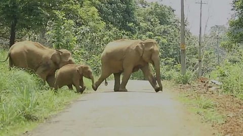 ജനവാസ മേഖലകളിലെ കാട്ടാന ശല്യം; ആറളം ഫാമില് നിന്ന് കാട്ടിലേക്ക് തുരത്തിയത് ഒറ്റ ദിവസം 22 ആനകളെ