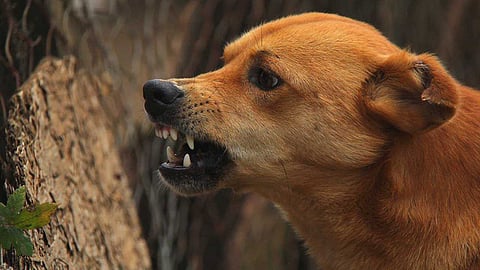 പത്തനംതിട്ടയിലും വാക്സിനെടുത്ത ശേഷം പേ വിഷബാധ; പതിമൂന്നുകാരിയുടെ മരണം
വിഷബാധയേറ്റ്