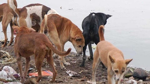 ഈ വര്ഷം സംസ്ഥാനത്ത് പേ വിഷബാധയേറ്റ് 14 മരണം; ഒരു മാസത്തിനിടെ മരിച്ചത് മൂന്ന് കുട്ടികള്