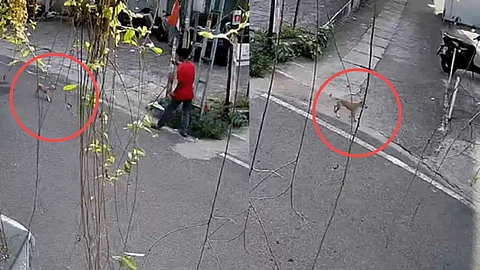 എറണാകുളത്ത് അഞ്ച് പേരെ കടിച്ച പട്ടികുഞ്ഞ് ചത്തു; പേവിഷബാധ സ്ഥിരീകരിച്ചു