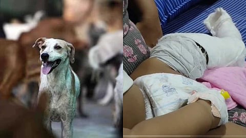 തെരുവുനായ്ക്കളുടെ കടിയേൽക്കാതിരിക്കാൻ ഓടി; കൊട്ടാരക്കരയിൽ അമ്മയ്ക്കും ഏഴുമാസം പ്രായമായ കുഞ്ഞിനും പരിക്ക്