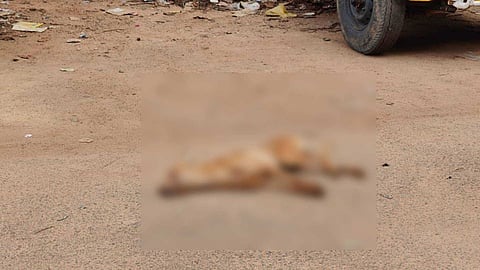 കൊല്ലം അഞ്ചലിൽ തെരുവുനായ ആക്രമണം; കുട്ടികളുൾപ്പെടെ ഏഴ് പേർക്ക് കടിയേറ്റു