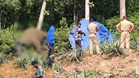 ഉദ്യോഗസ്ഥർക്ക് വീഴ്ച പറ്റിയോ? കോന്നിയില് കാട്ടാന ചരിഞ്ഞതിൽ വനം വിജിലൻസ് വിഭാഗം അന്വേഷണം