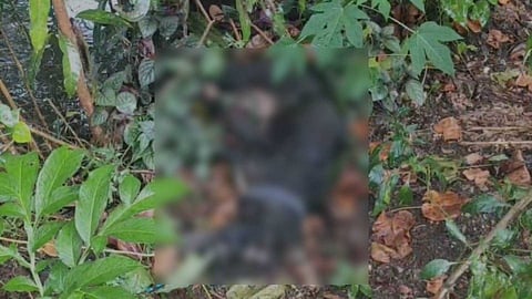 ആലപ്പുഴ ചെറുതനയിൽ ആറ് പേരെ കടിച്ച തെരുവുനായയ്ക്ക് പേ വിഷബാധ സ്ഥിരീകരിച്ചു