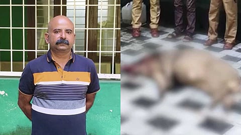 കാറില് 100 കിലോ തൂക്കം വരുന്ന കാട്ടുപന്നിയുടെ ജഡം; കൊല്ലത്ത് അഭിഭാഷകന് പിടിയില്