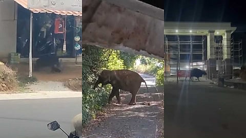 പത്തനംതിട്ട ജില്ലയിലെ മലയോര മേഖലയുടെ ഉറക്കം കെടുത്തുന്ന വന്യജീവികള്; ഇരുട്ടുവീണാൽ പുറത്തിറങ്ങാനാകാതെ ജനങ്ങള്