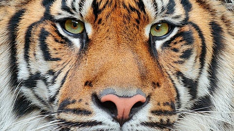 കാളികാവില് കടുവ