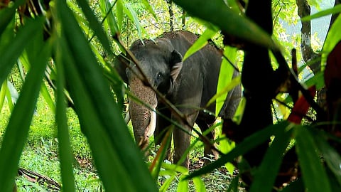 കാളികാവിലെ കടുവാ ദൗത്യം: തെരച്ചിലിന് എത്തിച്ച കുങ്കിയാന
പാപ്പാനെ ആക്രമിച്ചു