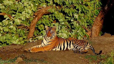 കാളികാവില് കൂട് സ്ഥാപിക്കാന് അനുമതി തേടി രണ്ട് തവണ കത്തയച്ചു; അനുമതി നല്കാതെ ചീഫ് വൈല്ഡ് ലൈഫ് വാര്ഡന്