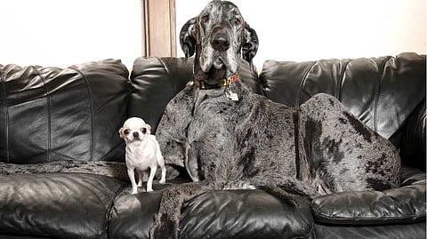 ഒരു 'നായ ഡേറ്റ്' ഒരുക്കി ഗിന്നസ് ബുക്ക് ഓഫ് വേൾഡ് റെക്കോർഡ്സ്