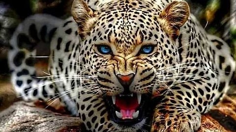 സുൽത്താൻ ബത്തേരിയിൽ വീണ്ടും പുലി; വനം വകുപ്പിനെതിരെ പ്രദേശവാസികൾ