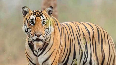 എട്ടാം ദിവസവും കടുവയെ കണ്ടെത്താനായില്ല; കരുവാരക്കുണ്ടിൽ പ്രതിഷേധവുമായി നാട്ടുകാര്