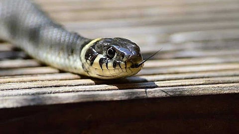 38 തവണ പാമ്പ് കടിയേറ്റ് മരിച്ചു, നഷ്ടപരിഹാരമായി വാങ്ങിയത് 11 കോടി രൂപ! മധ്യപ്രദേശില് പുതിയ അഴിമതി ആരോപണം