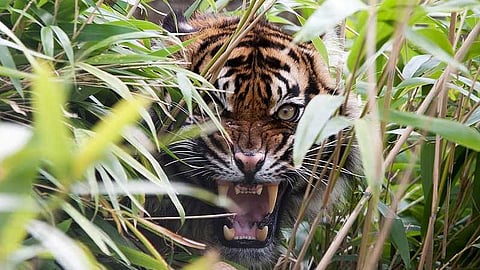 പ്രതീകാത്മക ചിത്രം