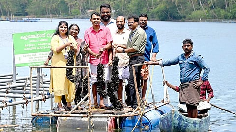 സിഎംഎഫ്ആർഐയുടെ മേൽനോട്ടത്തിൽ കൊടുങ്ങല്ലൂർ കായലിൽ നടന്ന കല്ലുമ്മക്കായ കൃഷിയുടെ വിളവെടുപ്പ്