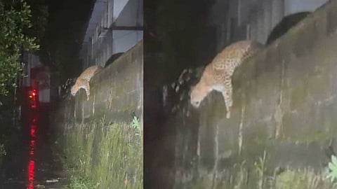 VIDEO | സുൽത്താൻ ബത്തേരിയിൽ വീണ്ടും പുലി! എത്തിയത് സെന്റ് ജോസഫ് സ്കൂളിന് സമീപം