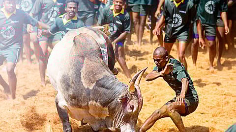 Jallikattu