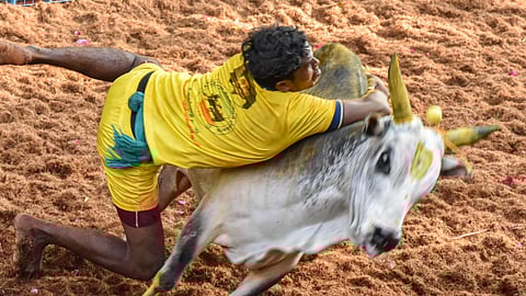 2024 தமிழ்நாட்டின் முதல் ஜல்லிக்கட்டு எங்கே நடக்கிறது?