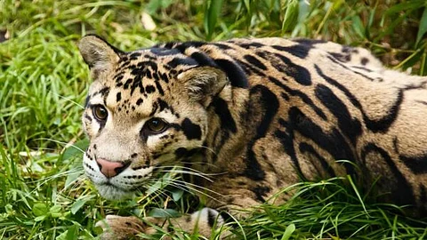 Clouded Leopard