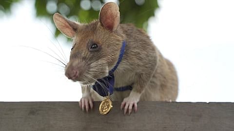 Magawa Rat