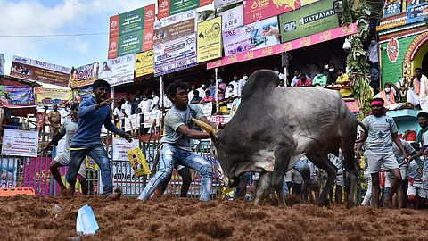 ஜல்லிக்கட்டு
