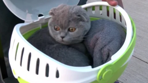 cat
