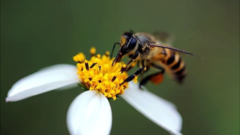Bee