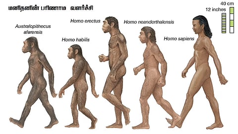 மனித பரிணாம வளர்ச்சி