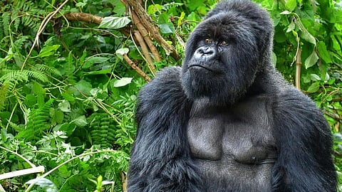 Gorilla