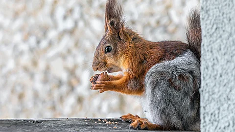 Squirrels