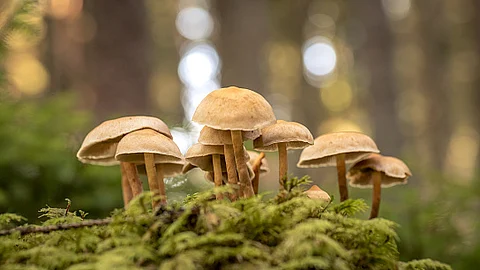 Fungus