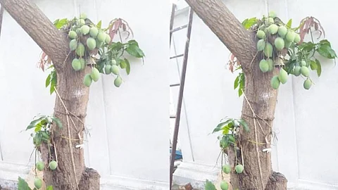 mango tree