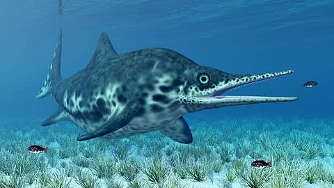 Ichthyosaur