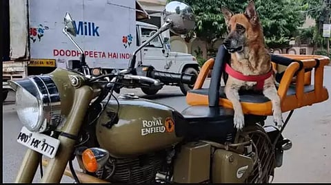 German Shepherd on Road Trip
