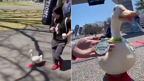 Duck