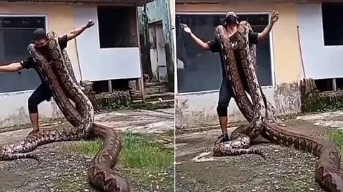Giant Pythons