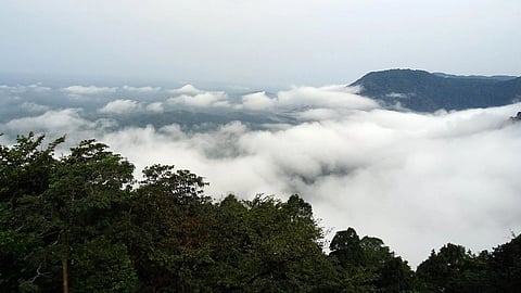 Rain Forest