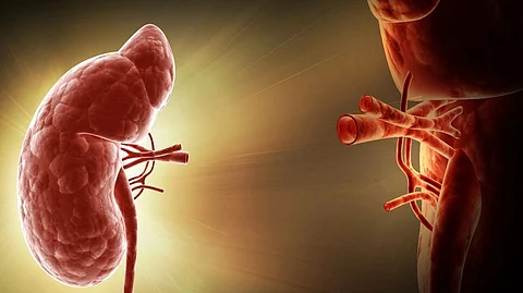 Kidney
