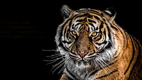 Tiger(representational)