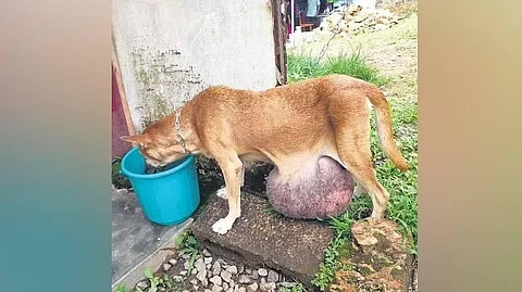 முத்துமணி