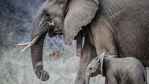 Elephant and cub