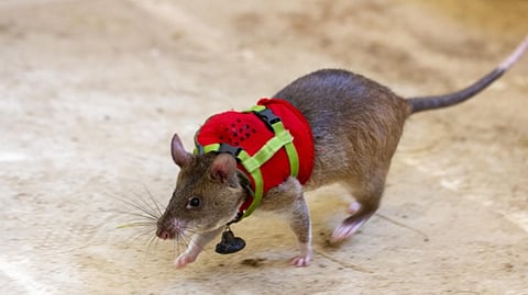 Hero Rats