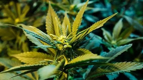 cannabis