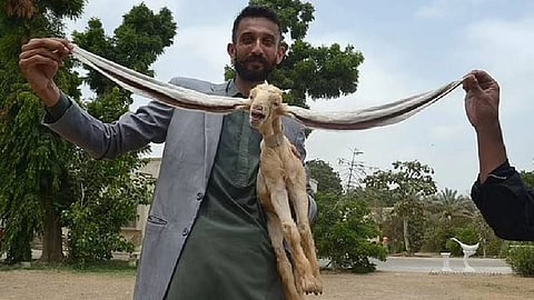 lamb