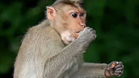 monkey
