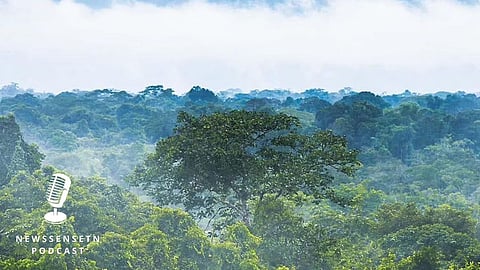 Amazon Forests