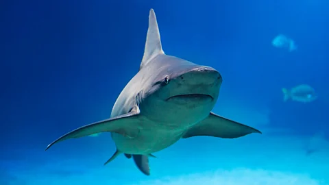 Shark