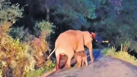 Elephant