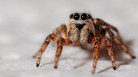 Spider
